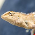 Lenovo Site Hacked in Aftermath of Superfish Scandal