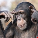 #ISC2CongressEMEA: The Monkey, The Human & The Cybersecurity Awareness Program