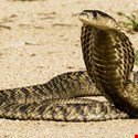US Ties Hidden Cobra APT Group to North Korea