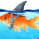 Deceptioneering Part 2: Principles of Deception