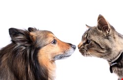 Cats and Dogs: Wendy M. Grossman examines the oftentimes uncomfortable relationship between organizations and their auditors