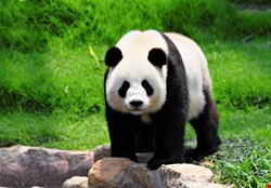 A Chinese consortium known as Deep Panda has been found recently targeting national security think tanks