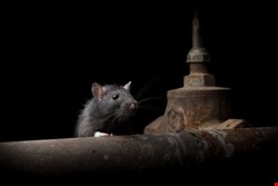 Commercial RAT Used by Malicious Hackers