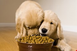 A visual representation of, eating our own dog food, as we endured the DDoS attack (AKA an excuse to publish a picture of gorgeous puppies!)