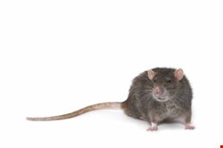 The latest APT to come to light is what McAfee has dubbed ‘Shady RAT’, but Kaspersky has called it a botnet instead