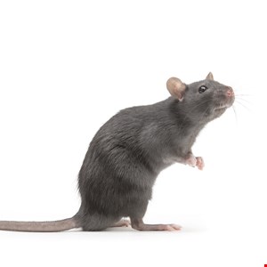 Malicious JavaScript Loader is a Multi-RAT Dispenser