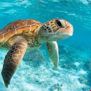 Turkish APT Sea Turtle Resurfaces, Spies on Dutch IT Firms