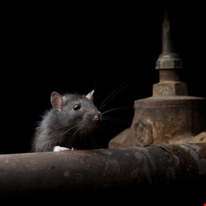 Commercial RAT Used by Malicious Hackers - Infosecurity Magazine