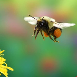 Netskope Reports Possible Bumblebee Loader Resurgence