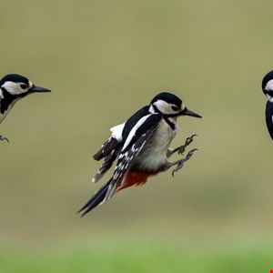 PeckBirdy Framework Tied to China-Aligned Cyber Campaigns