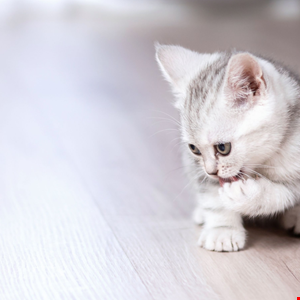 Charming Kitten’s POWERSTAR Malware Evolves with Advanced Techniques