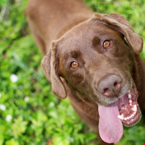 Dog Helps Kids Stay Safe Online