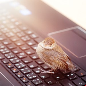 China-Linked Hackers Target Latin America With SparroWocky Backdoor
