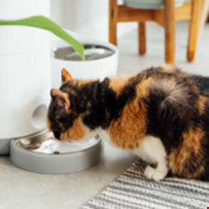 Smart Pet Feeders Expose Personal Data