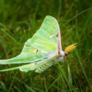 Luna Moth Leaks Shed Light on Ransomware Group's Inner Workings