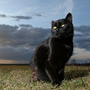 BlackCat Rises: Infamous Ransomware Gang Defies Law Enforcement