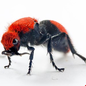 Cisco Patches Zero-Day Bug Used by Chinese Velvet Ant Group