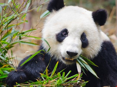Panda Stealer Targets Crypto Wallets