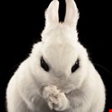 The Rabid Ransomware Bunnies Behind #BadRabbit