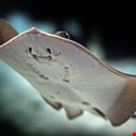FBI: Israel Used StingRays to Spy on the US