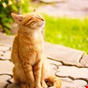 Tales of the Cyber Underground: The Case of the Stoned Cat (When Android Malware Gone Wrong)