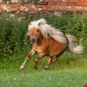 Revealed: Advanced Java-Based Ransomware PonyFinal