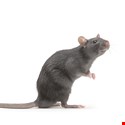 Global Cops Shut Down Notorious RAT
