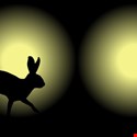 Manufacturers Adopt Rabbit-In-Headlights Approach to IoT Security