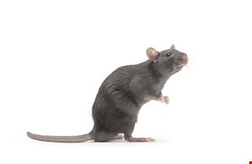 Malicious JavaScript Loader is a Multi-RAT Dispenser - Infosecurity ...