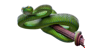 Arid Viper Campaign Targets Arabic-Speaking Users - Infosecurity Magazine